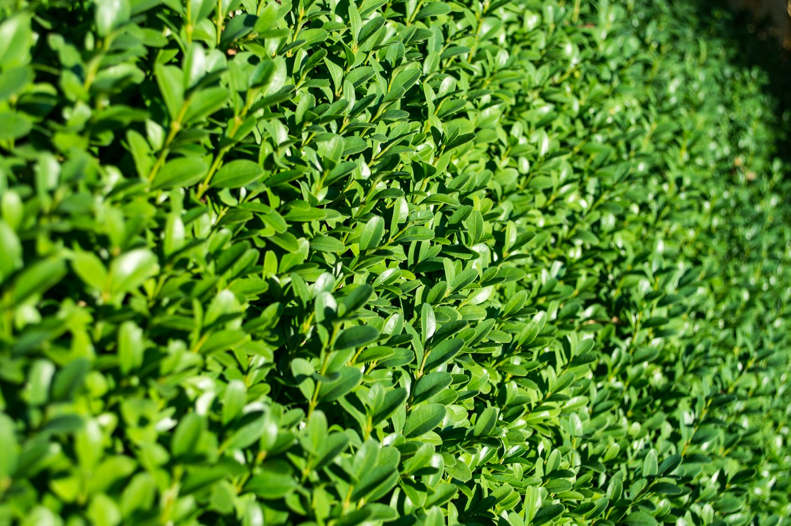 Detailaufnahme der geschnittenen Hecke