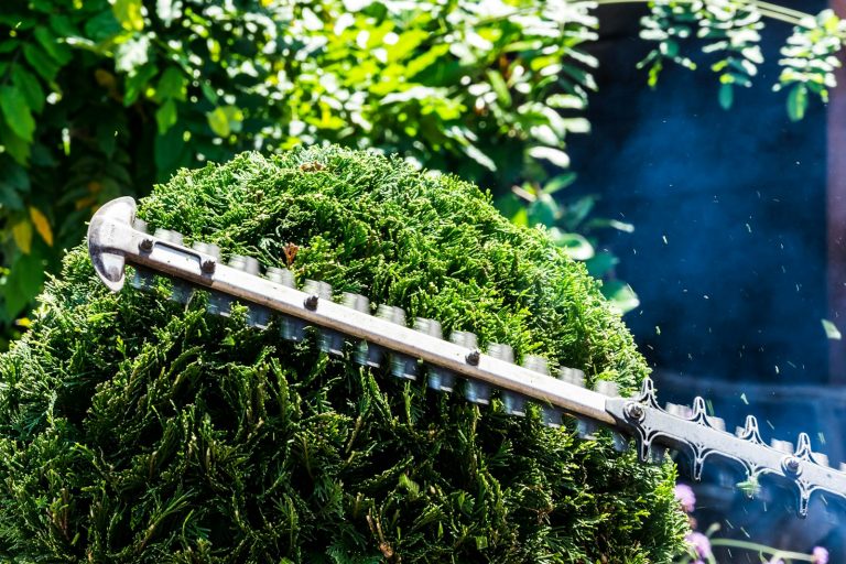 Hecke wird mit der Heckenschere in Form geschnitten
